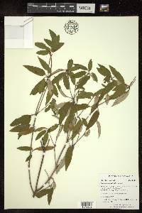 Croton antanosiensis image