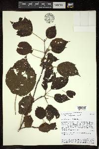 Croton tsiampiensis image