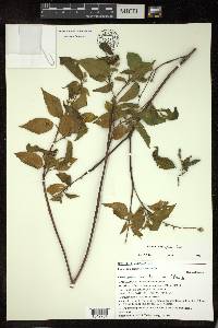 Croton adenophorus image