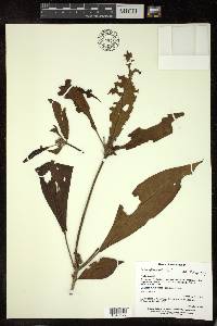 Croton glomeratus image