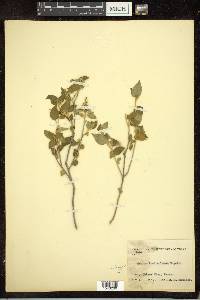 Croton fruticulosus image