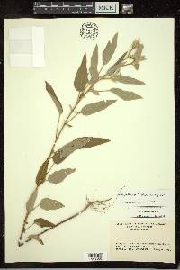 Croton lindheimeri image