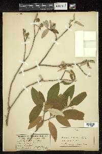 Croton alabamensis image