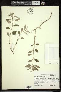 Croton argyranthemus image