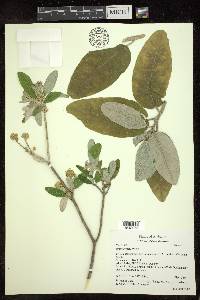 Croton alabamensis image