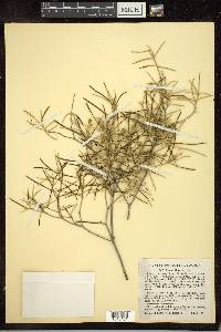 Croton linearis image