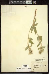 Croton lindheimeri image