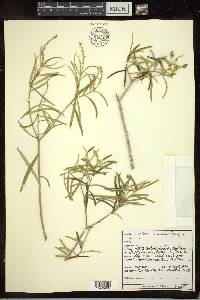 Croton linearis image