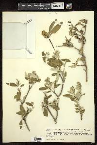 Croton alabamensis image