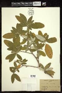 Croton alabamensis image