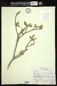 Croton alabamensis image