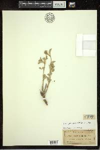 Croton pottsii var. pottsii image