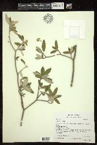 Croton alabamensis image