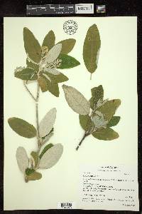 Croton alabamensis image