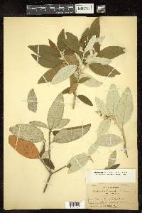 Croton alabamensis image