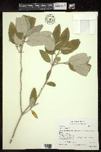 Croton alabamensis image