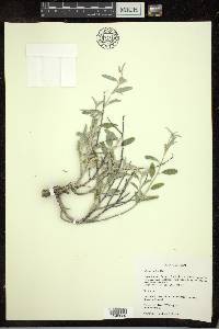 Croton dioicus image