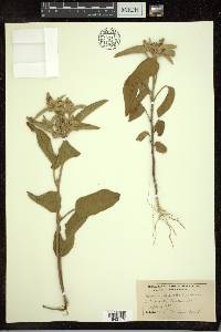 Croton capitatus image