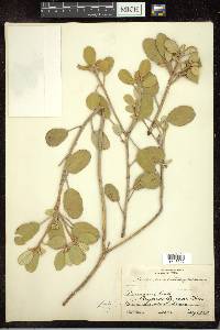 Croton punctatus image