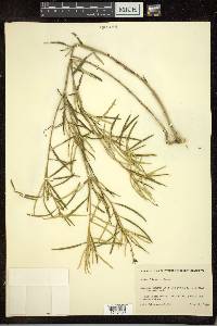 Croton linearis image