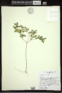 Croton monanthogynus image