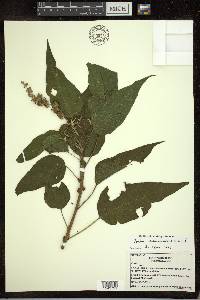 Croton alchorneicarpus image