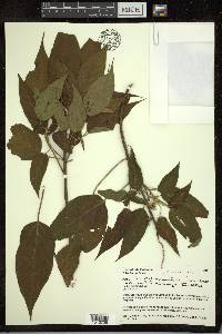 Croton alchorneicarpus image