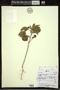 Croton bonplandianus image