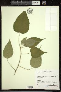 Croton aequatoris image