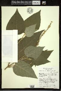 Croton abutilifolius image