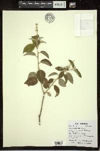 Croton fulvus image