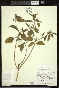 Croton bonplandianus image