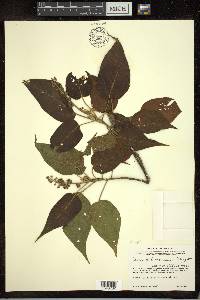 Croton alchorneicarpus image