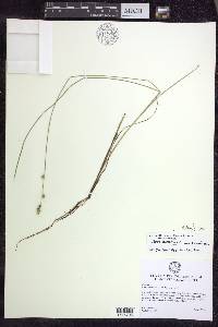 Carex canescens var. disjuncta image