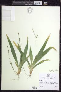 Carex platyphylla image