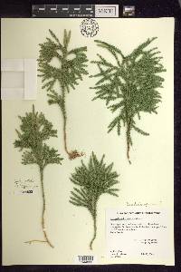 Dendrolycopodium dendroideum image