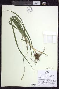 Carex sparganioides image