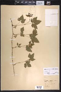 Rubus pubescens image