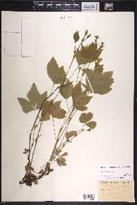 Rubus pubescens image