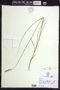 Carex argyrantha image