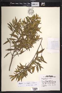 Miconia angustifolia image