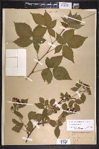 Rubus frondosus image