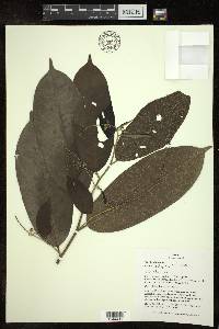 Croton pachypodus image