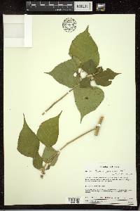 Croton gracilipes image