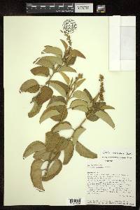 Croton menthodorus image