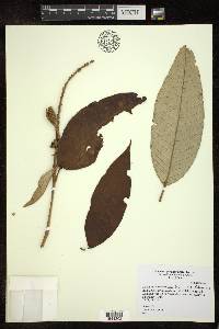 Croton gigantifolius image