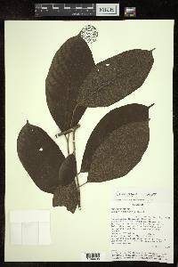 Croton pachypodus image