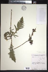 Papaver intermedium image