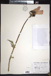 Papaver intermedium image