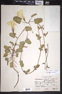 Ipomoea imperati image